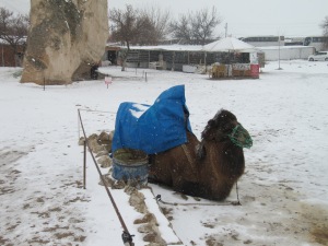ein armes eingeschneites Kamel