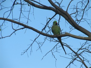 Papagei am Wegesrand ;) 